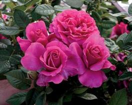 Rosa Hybrid Tea Pretty Lady Rose™ (Pretty Lady Rose™)