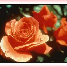 Rosa Grandiflora Candelabra™ (Candelabra™)