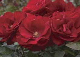 Rosa Floribunda Preference™ (Preference™)