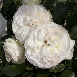 Rosa Landscape/Groundcover White Meidiland® (White Meidiland®)