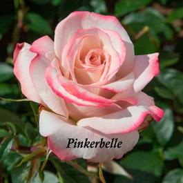 Rosa Hybrid Tea Pinkerbelle (Pinkerbelle™)
