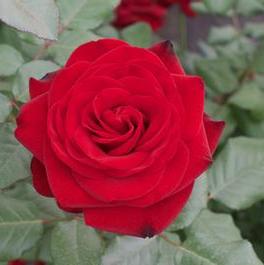 Rosa Hybrid Tea Forever Yours™ (Forever Yours™)