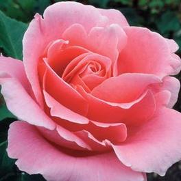 Rosa Hybrid Tea Bewitched (Bewitched)