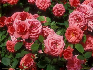 Bare Root Roses Don T Pay Extra For The Dirt