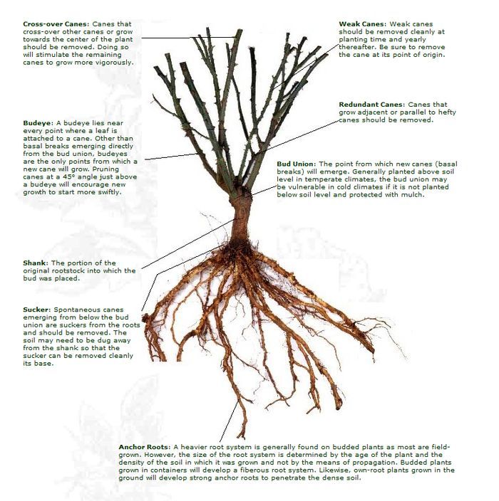 Rose Anatomy Diagram At John Musgrave Blog