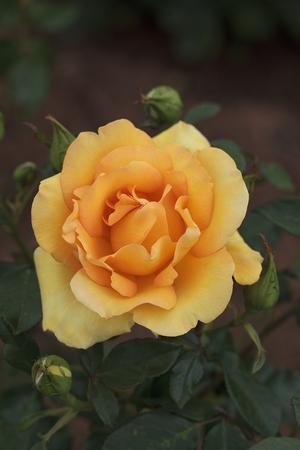 Gold Struck™ Rosa Grandiflora Gold Struck™ originally Eureka® from ...