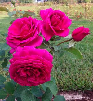 Miranda Lambert Rosa Hybrid Tea From Regan Nursery Miranda Lambert Rose