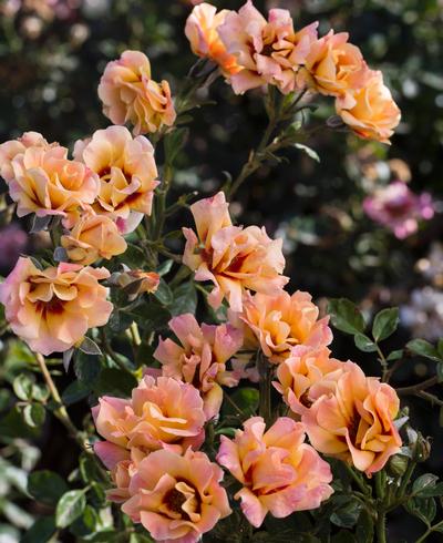 Eyeconic® Mango Lemonade(own root) Rosa Floribunda ...