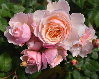 Moonlight in Paris ™New 2019 Rosa Floribunda Moonlight in Paris New ...