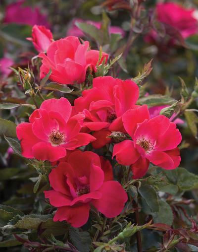 Shrub Rose 'Radrazz' KNOCK OUT, Plant Profile