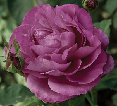 Heirloom  Hybrid Tea Rose