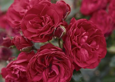 Crimson Sky Rosa Climber Crimson Sky From Regan Nursery Crimson Sky Rosa Climber Crimson Sky From Regan Nursery