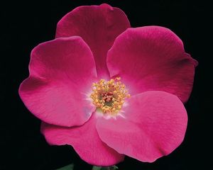 img1