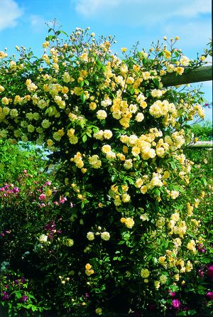 Malvern Hills® Rosa English Rose Malvern Hills® from Regan Nursery