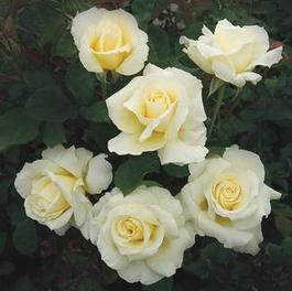 Rosa Floribunda White Licorice™ (White Licorice™)