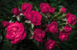 Rosa Miniature Be My Baby™ (Be My Baby™)