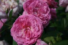 Rosa Floribunda Orchid Romance™ (Orchid Romance™)