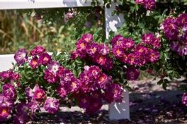 Rosa Climber Stormy Weather (Stormy Weather)