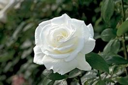 Rosa Hybrid Tea Sugar Moon™ (Sugar Moon™)