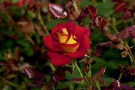 Rosa Floribunda Ketchup & Mustard™ (Ketchup & Mustard™)