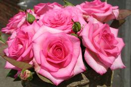 Rosa Hybrid Tea Beverly™ Eleganza® (Beverly™ Eleganza®)