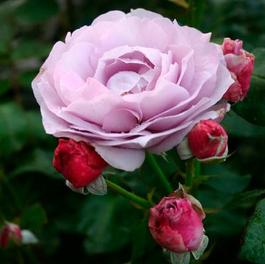 Rosa Floribunda Poseidon™ (Poseidon™)