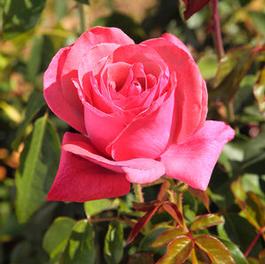 Rosa Hybrid Tea Cinnamon Dolce™ (Cinnamon Dolce™)