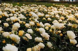Rosa Landscape/Groundcover Popcorn Drift® Rose (Popcorn Drift® Rose)