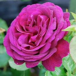 Rosa Grandiflora Twilight Zone™ (Twilight Zone™)