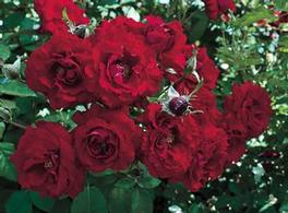 Rosa Floribunda Oh My (Oh My!)