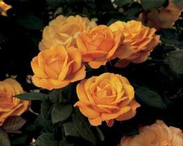 Rosa Hybrid Tea Good as Gold™ (Good as Gold™)