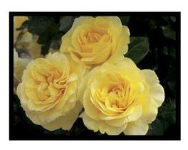 Rosa Grandiflora Happy Go Lucky™ (Happy Go Lucky™)