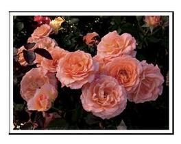 Rosa Floribunda Jump for Joy (Jump for Joy)