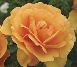 Rosa Floribunda Sunbelt® South Africa® (Sunbelt® South Africa®)