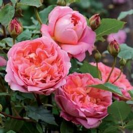 Rosa English Rose Boscobel™ (Boscobel™)