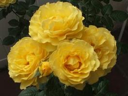 Rosa Floribunda Doris Day (Doris Day)