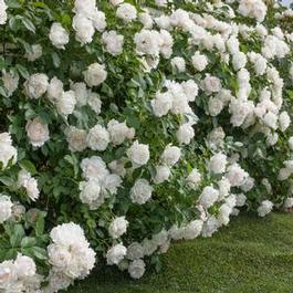 Rosa Landscape/Shrub Icecap™ (Icecap™)