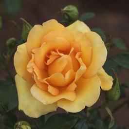 Rosa Grandiflora Gold Struck™ originally Eureka&reg; (Gold Struck™)