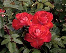Rosa Hybrid Tea Smokin Hot (Smokin' Hot™)