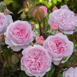 Rosa English Rose Olivia Austin™ 1.5 grade (Olivia Austin™ 1.5 grade)