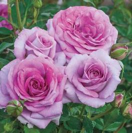 Rosa Floribunda Violet's Pride ™ (Violet's Pride ™)