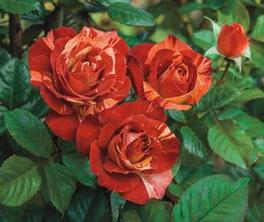 Rosa Climber Tropical Lightning™ (Tropical Lightning™)