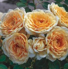 Rosa Landscape/Shrub Edith's Darling (Edith's Darling&reg;(own root))