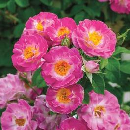 Rosa Climber Cupids Kisses™ (own root) (Cupid's Kisses™ (own root))