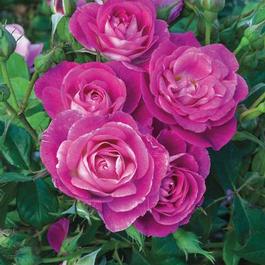 Rosa Floribunda Easy To Please™ (Easy to Please™)