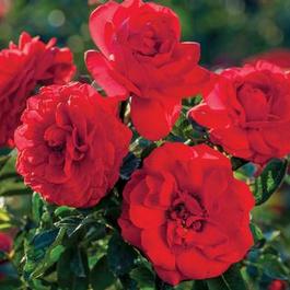 Rosa Floribunda Canyon Road™ (Canyon Road™)