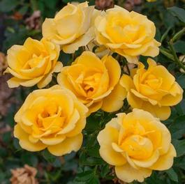 Rosa Floribunda Gilded Sun™ (Gilded Sun™)