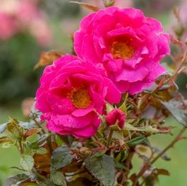 Rosa Floribunda Shining Moment (own root) (Shining Moment &trade; (own root))