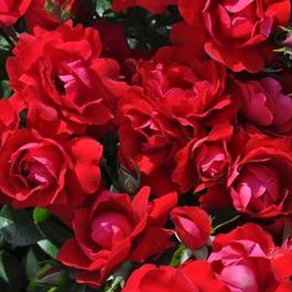 Rosa Landscape/Kolorscape® Collection Kardinal™ Kolorscape® (Kardinal™ Kolorscape®)