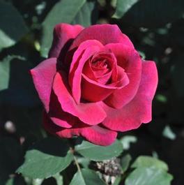 Rosa Grandiflora Parfuma® Dark Desire (Parfuma® Dark Desire)